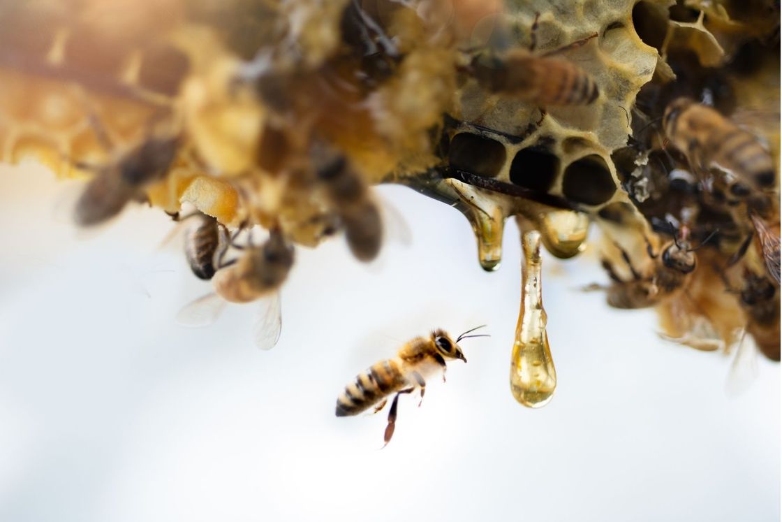 What is Manuka Honey?