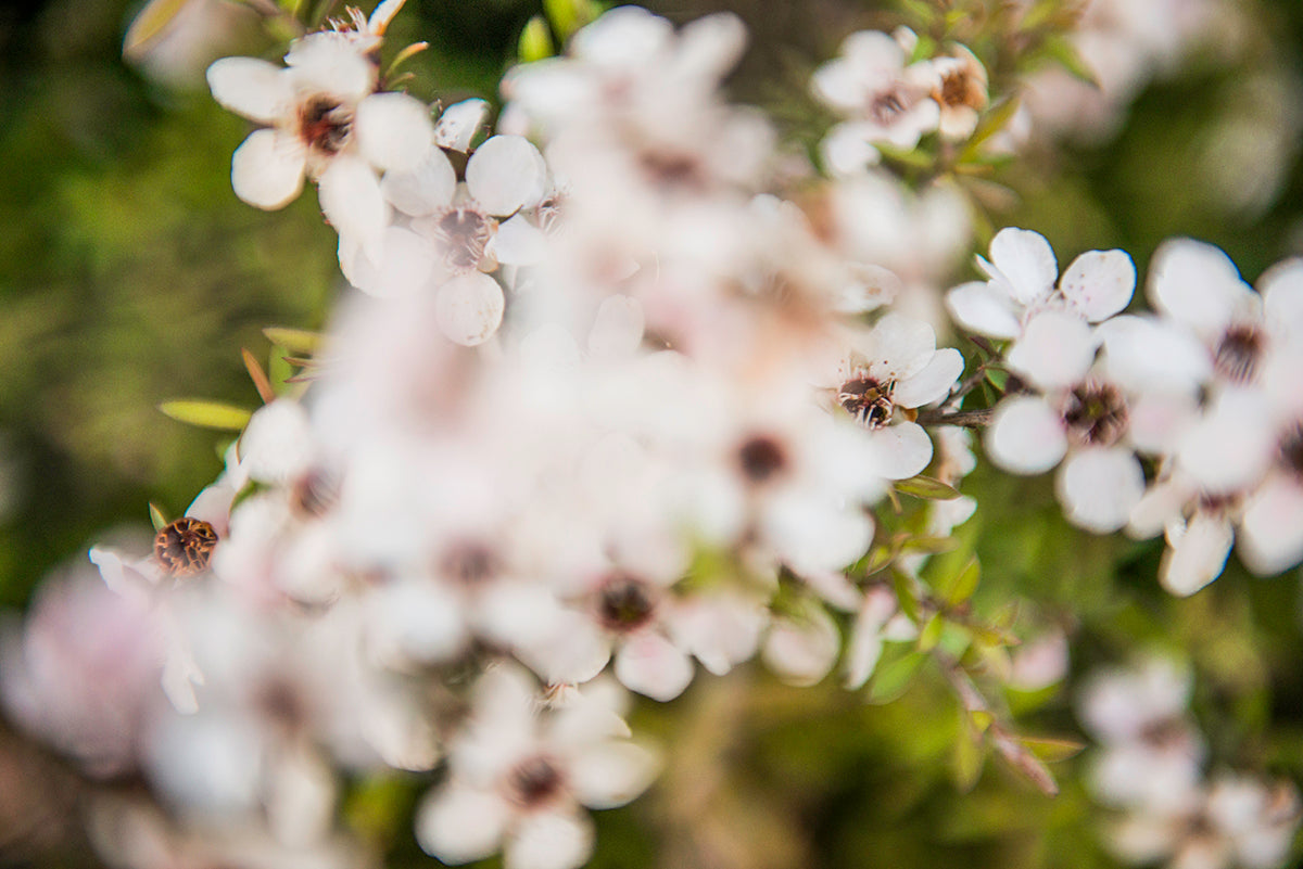 MGO Manuka Power