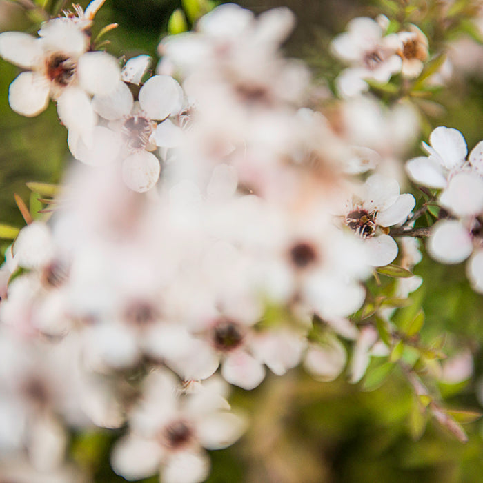 MGO Manuka Power