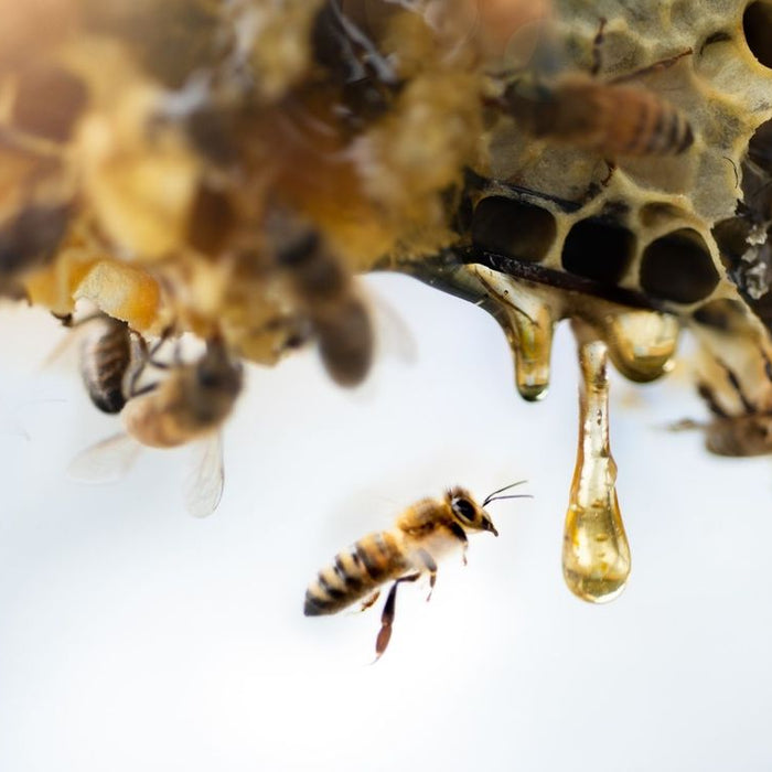 What is Manuka Honey?