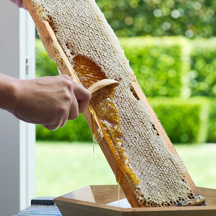 Propolis - A Powerful Natural Protector