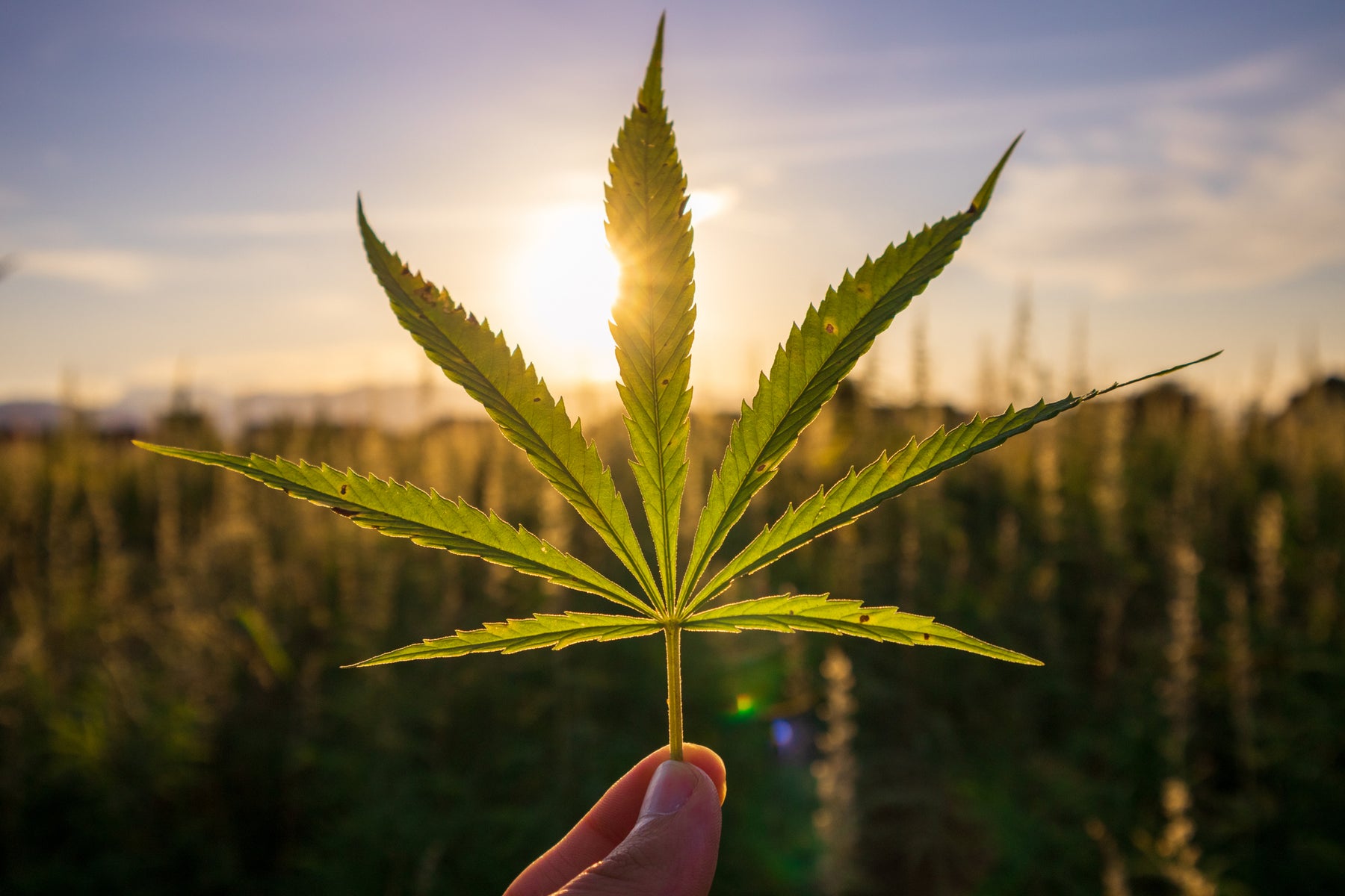 CBD: A guide to getting started.