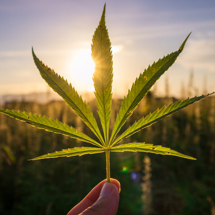 CBD: A guide to getting started.