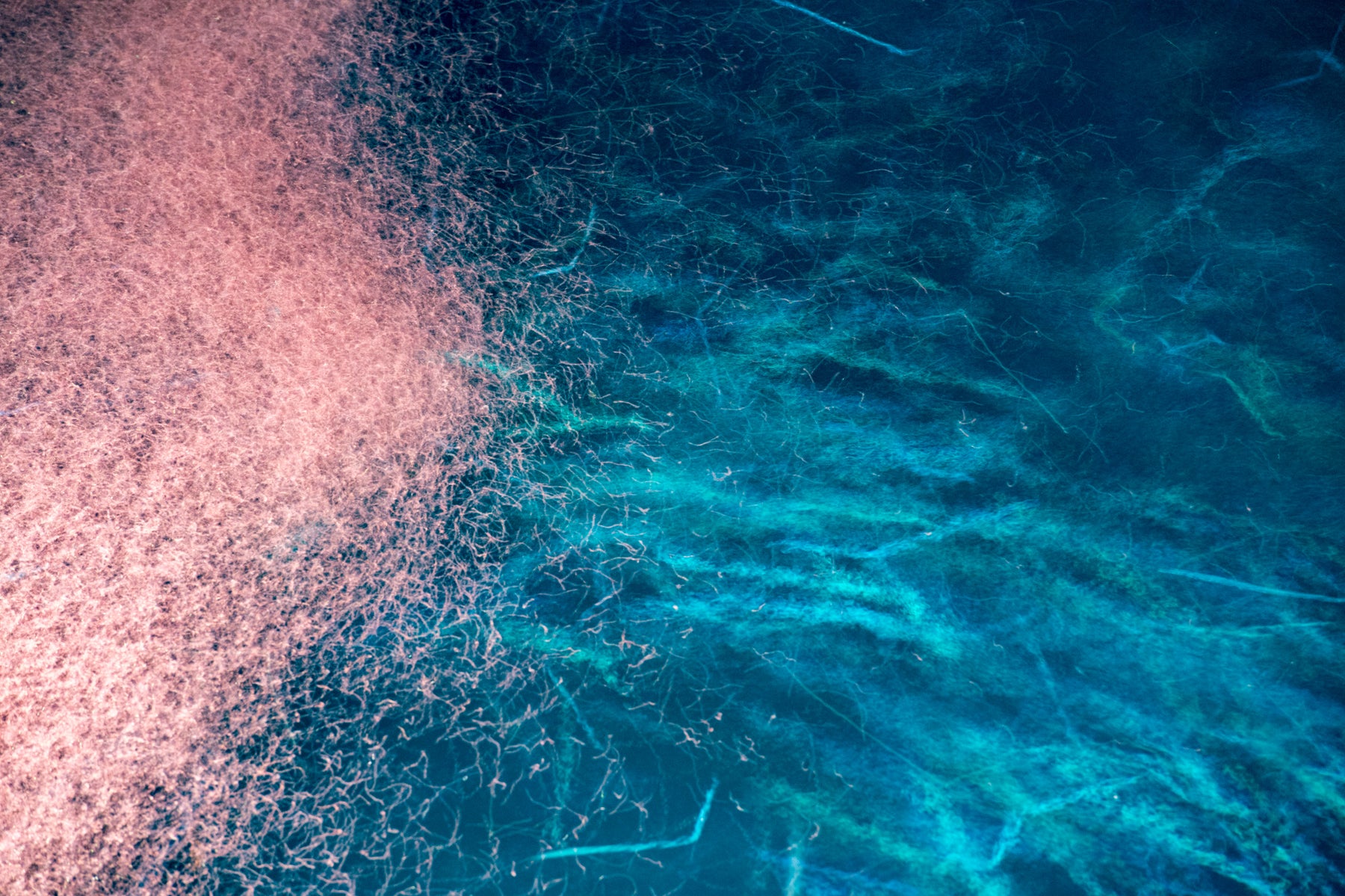 The Importance of Sustainable Krill Based Products